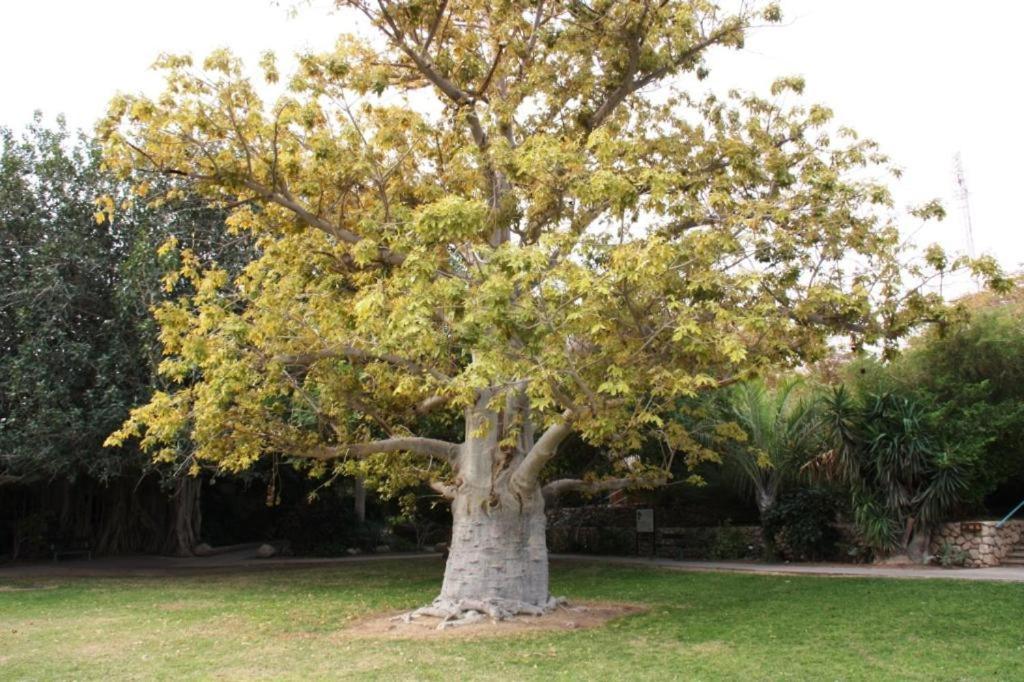 Ein Gedi Rooms Neve Zohar Exterior foto
